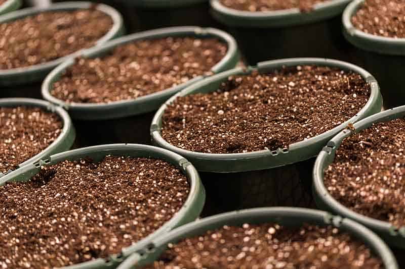 Organic vs. non-organic potting soil