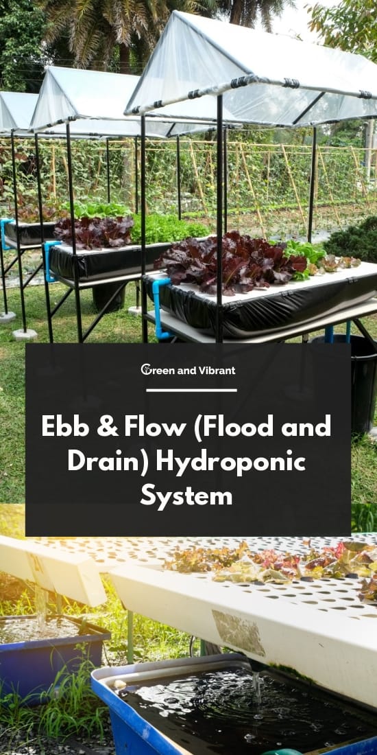 Ebb & Flow (Flood and Drain) Hydroponic System
