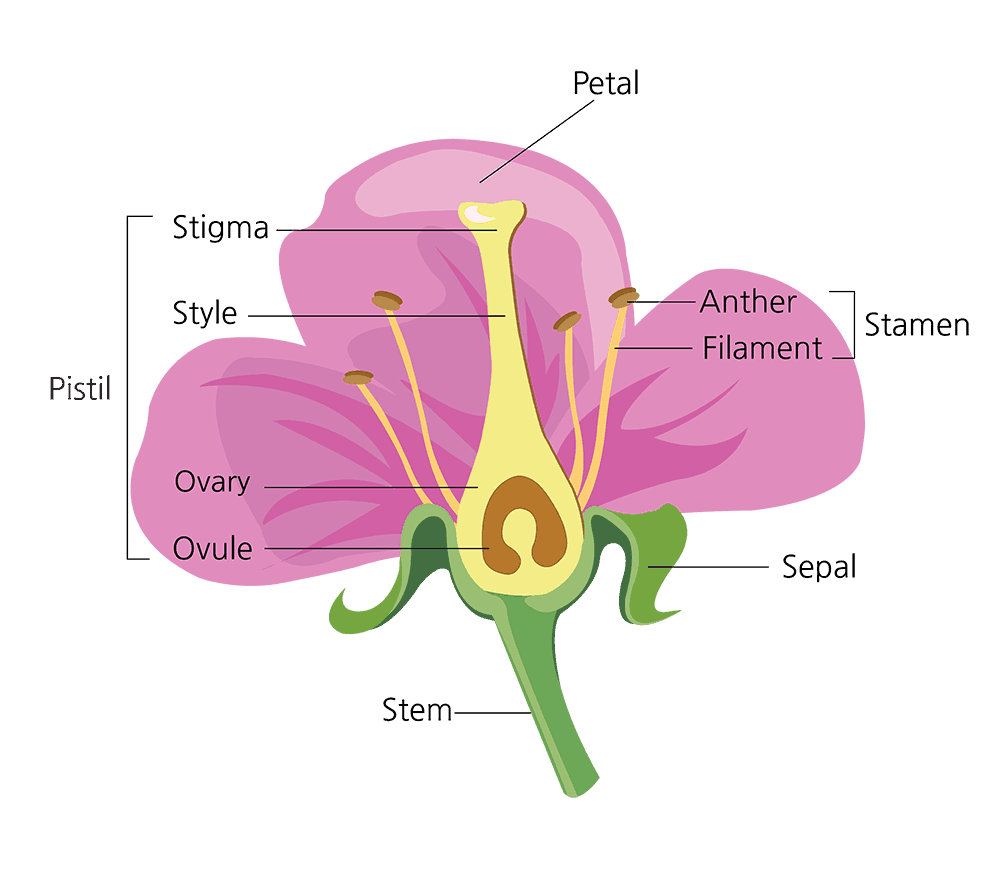 Parts of a Flower and Their Functions (With Diagram) | Green and ...
