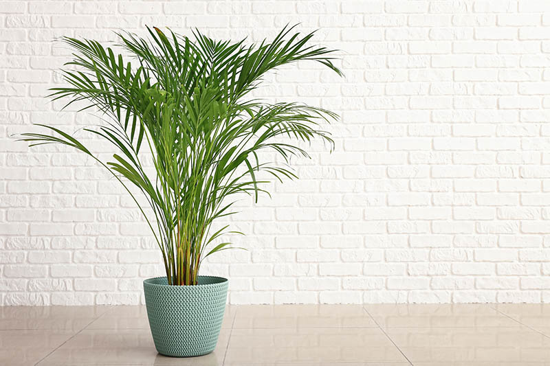 Areca Palm Care Tips How To Grow Dypsis Lutescens Green And Vibrant,Boneless Ribs In Oven Temp