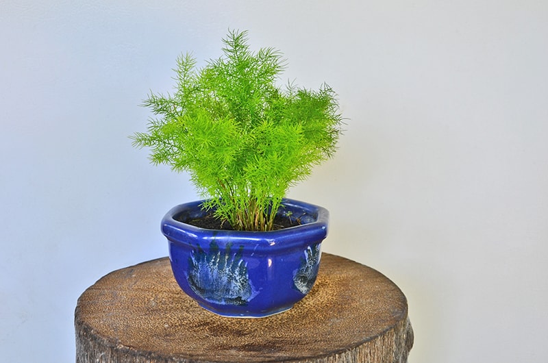 How To Grow And Care For Asparagus Fern Green And Vibrant,Lemon Drop Shots By The Pitcher