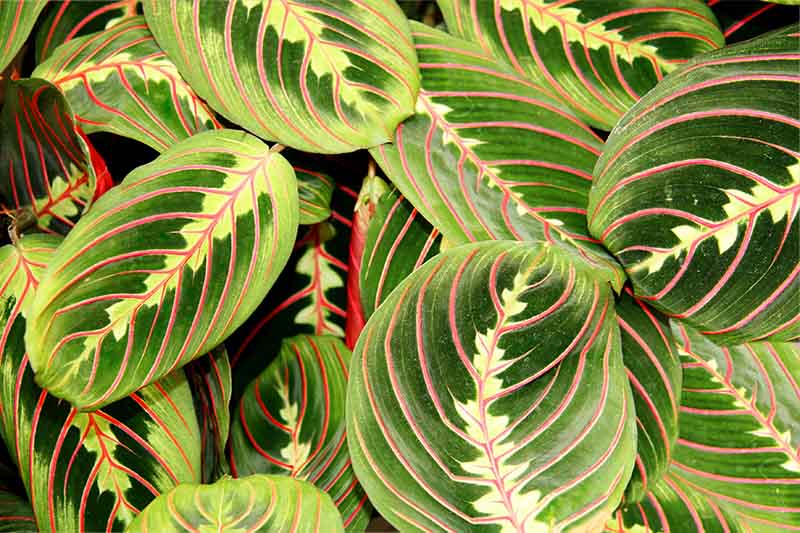 Prayer Plant (Maranta leuconeura) Growing and Care Guide ...