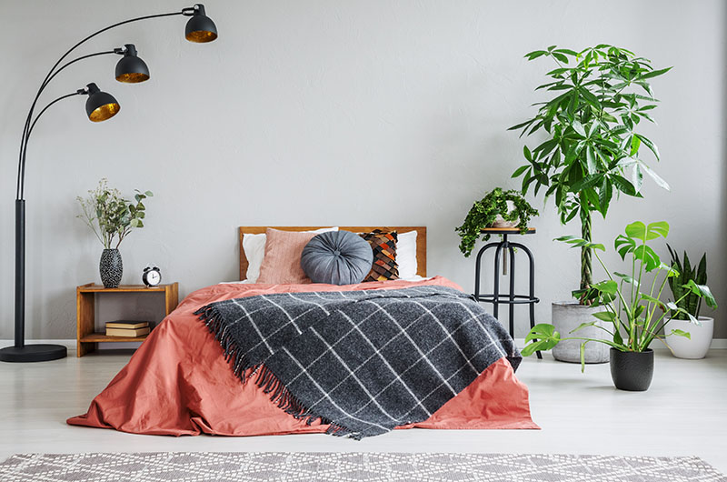 8 Best Bedroom Plants That Purify The Air Improve Your Sleep