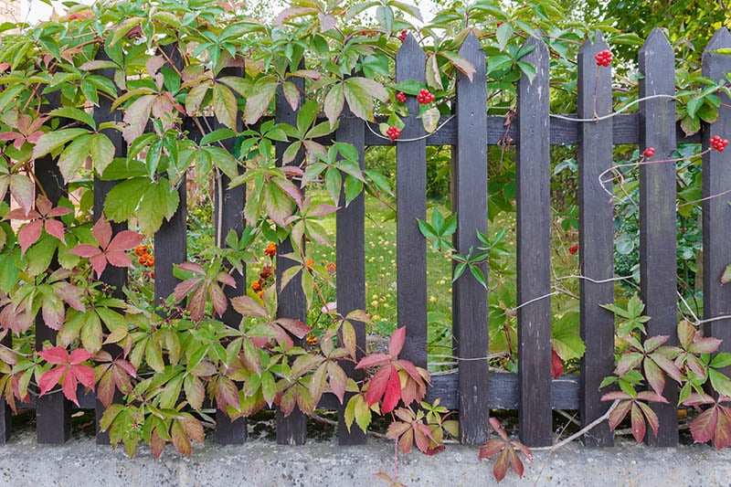 25 Fantastic Garden Fence Ideas Green And Vibrant
