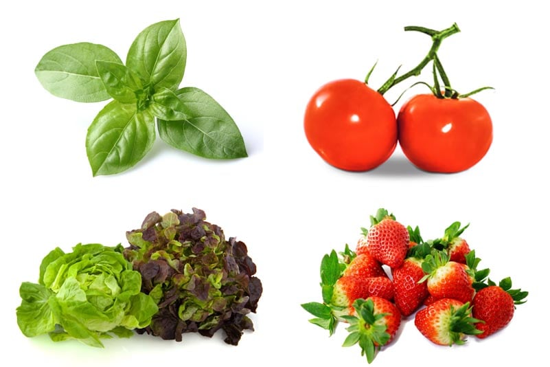 13 Best Easiest Plants (Vegetables, Herbs, and Fruits ...