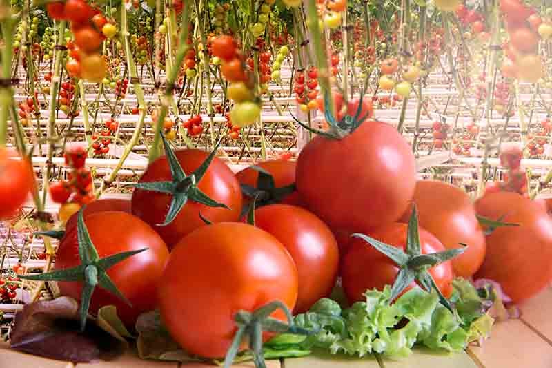 How To Grow Hydroponic Tomatoes Green And Vibrant,How Often Do Puppies Poop A Day