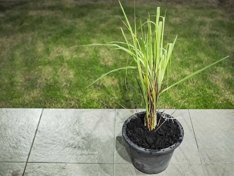 Lemongrass Plant - Growing, Watering, Temperature, And ...