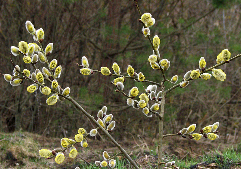 Pussy Willow Tree - How To Care For This Deciduous Shrub | Green ...