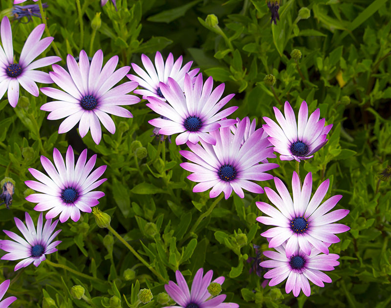 23 Common Types Of Daisies Photos Details Green And Vibrant,Turkey Legs Disney