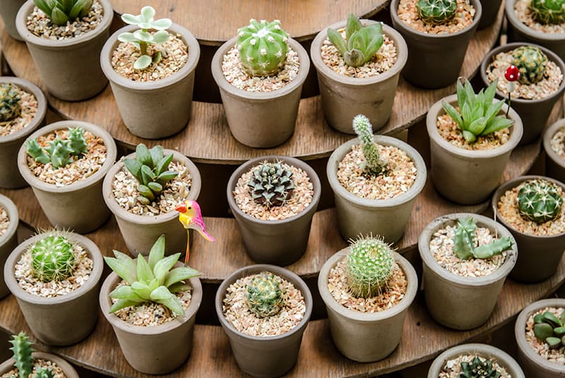55 Types Of Succulents Cacti Growing Tips And Photos Green