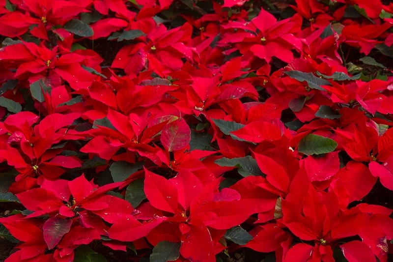 Stella Di Natale Winter Rose.Poinsettia Types Selection And Care Tips Green And Vibrant