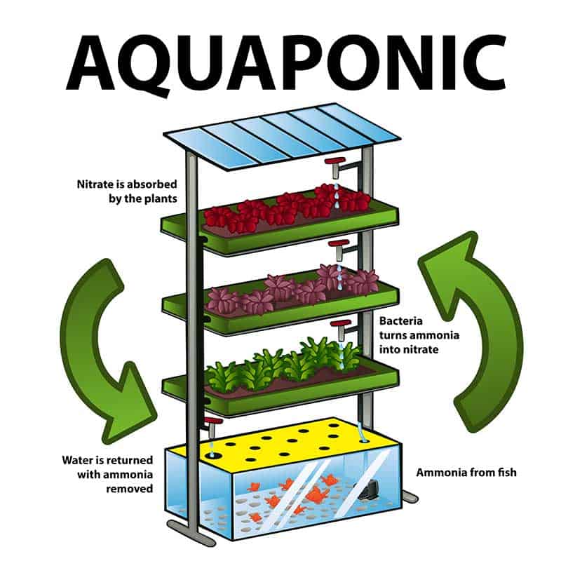 A Complete Guide To Aquaponic Gardening Green And Vibrant