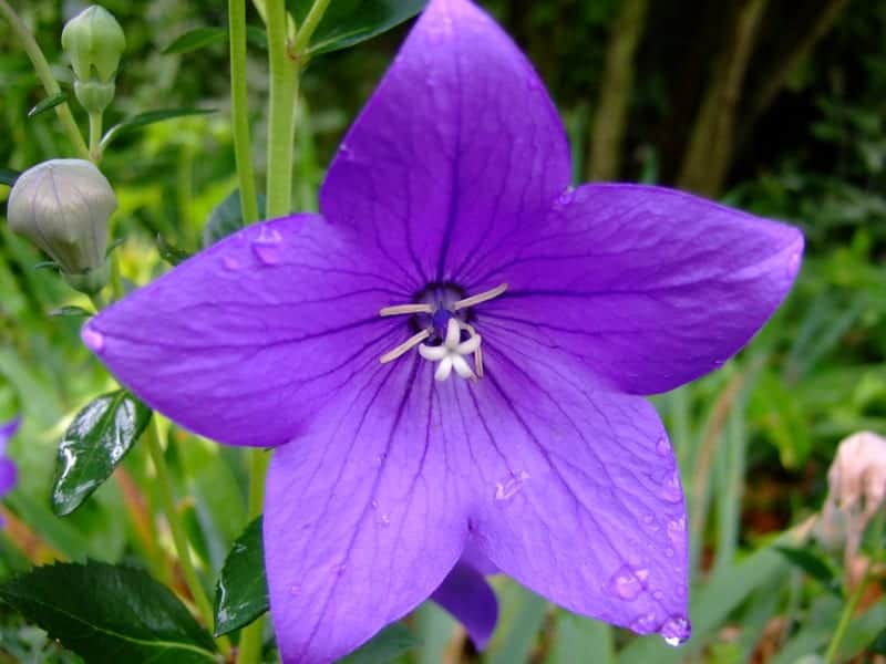 Balloon Flowers (Platycodon grandiflorus): All You Need to Know About