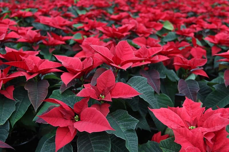 Stella Di Natale Princettia.Poinsettia Types Selection And Care Tips Green And Vibrant
