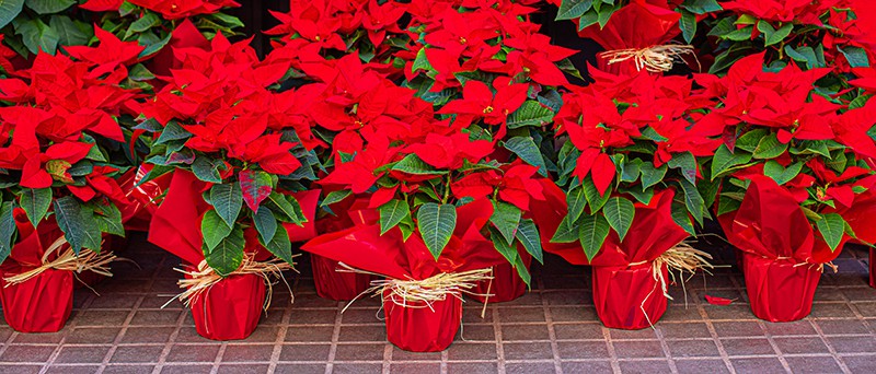 Stella Di Natale Winter Rose.Poinsettia Types Selection And Care Tips Green And Vibrant