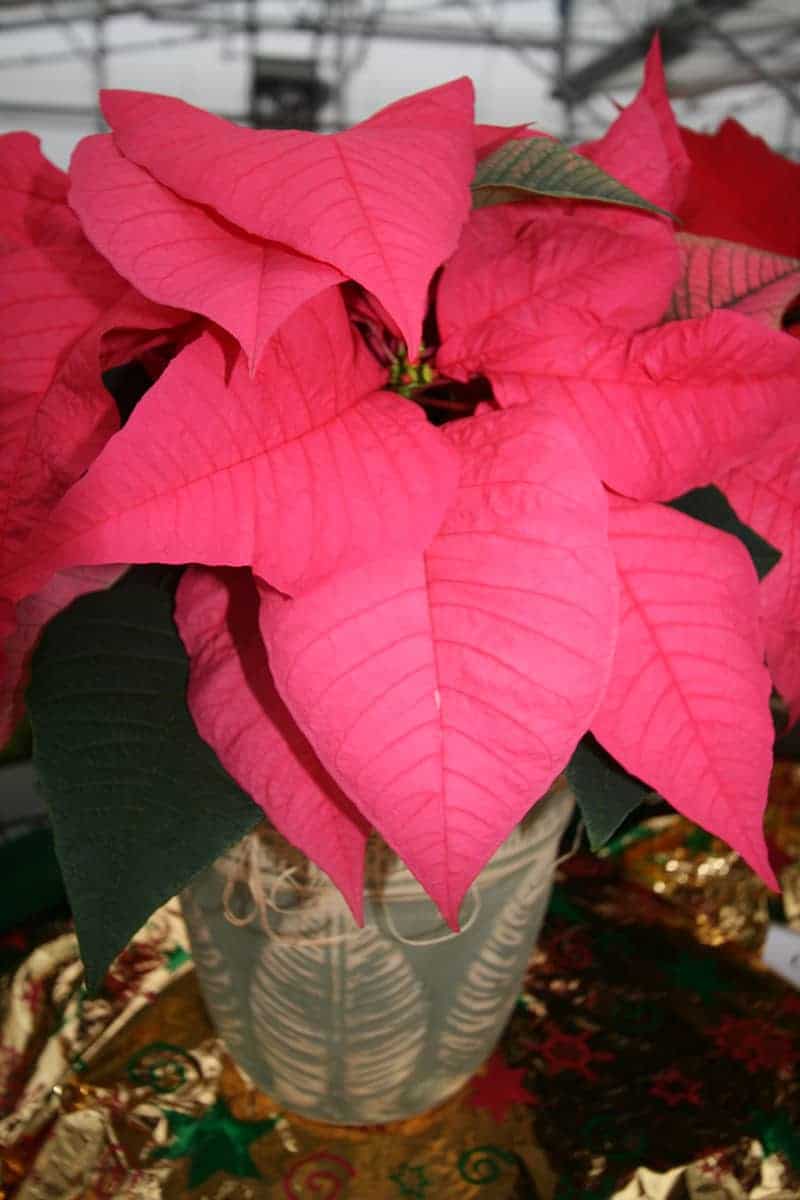 Stella Di Natale Princettia.Poinsettia Types Selection And Care Tips Green And Vibrant