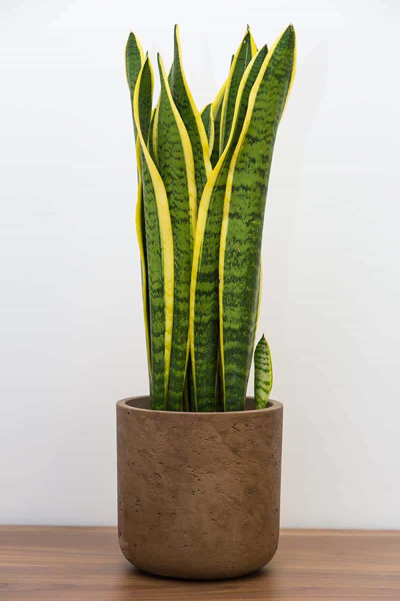 Snake Plant Sansevieria Trifasciata Types Care And Growing Tips Green And Vibrant