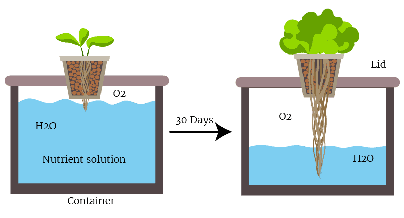 Easy DIY Hydroponic Plans You Can Build