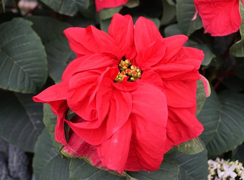 Poinsettia Types Selection And Care Tips Green And Vibrant,Lovebirds
