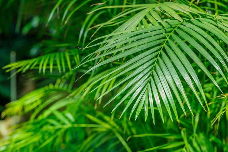 Areca Palm Care Tips How To Grow Dypsis Lutescens Green And