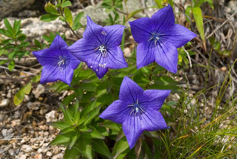 Balloon Flowers – All You Need to Know