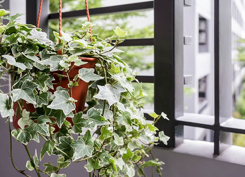 10 Best Office Plants The Definitive Guide Green And Vibrant,Pork Rib Rub Oven