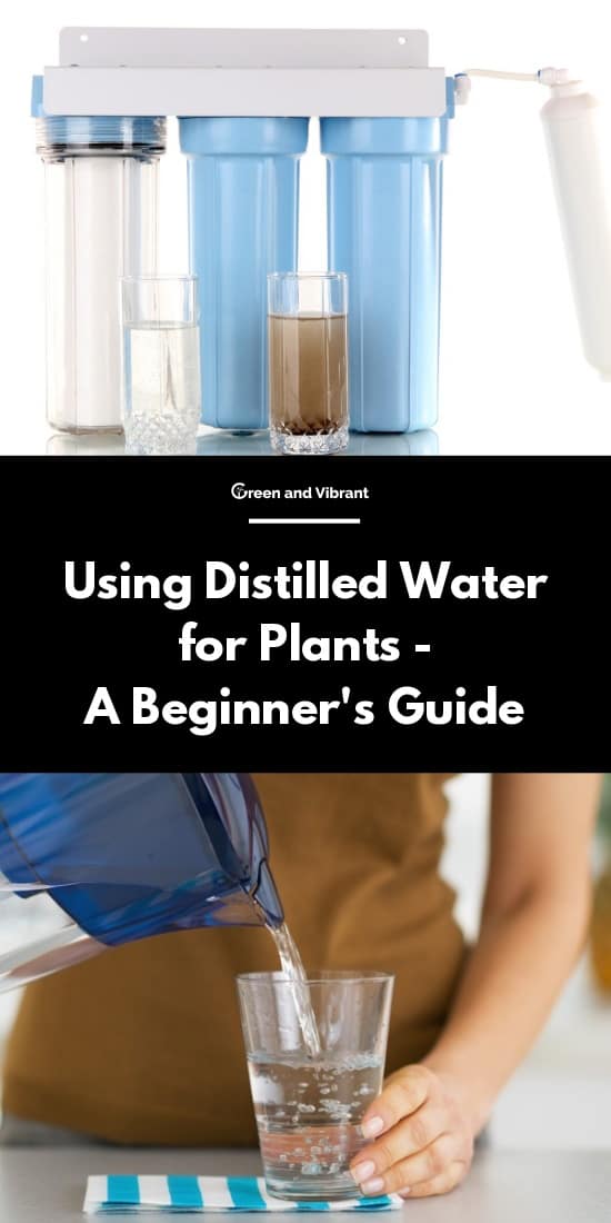 Can You Make Your Own Distilled Water By Boiling It Using Distilled Water For Plants A Beginner S Guide Green And Vibrant