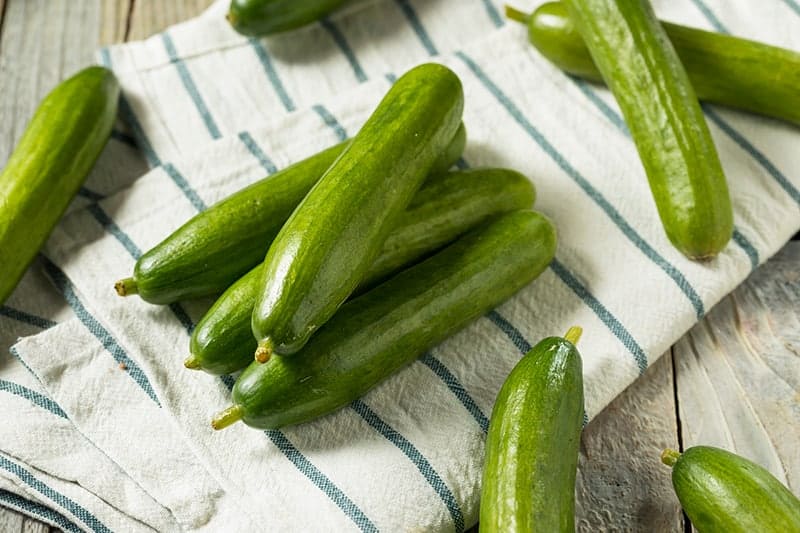 15 Different Types Of Cucumbers That You Can Grow Green And Vibrant,What Is Tanf Mean