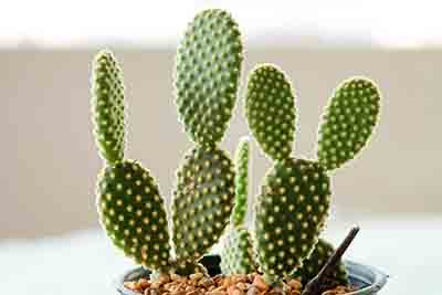 55 Types Of Succulents Cacti Growing Tips And Photos Green And Vibrant,Personal Space Bubble