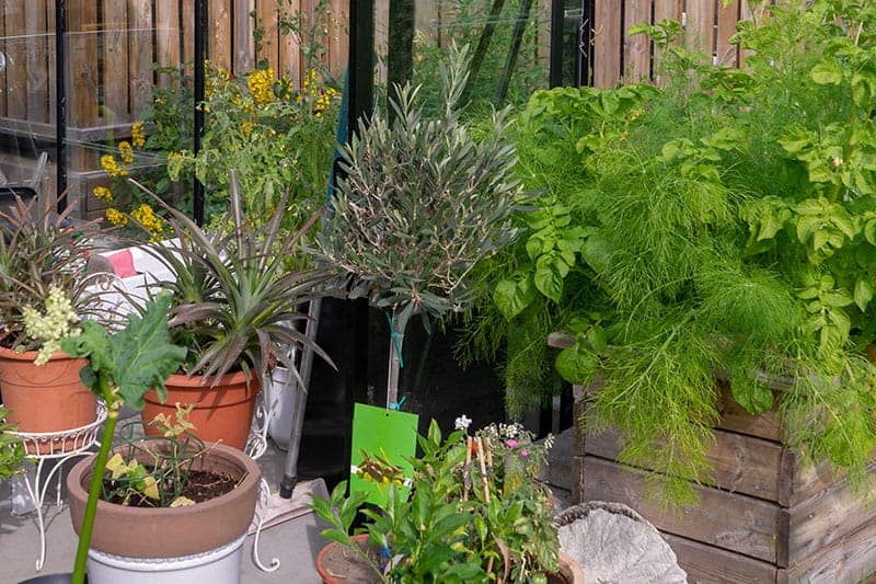 25 Incredible Vegetable Garden Ideas Green And Vibrant