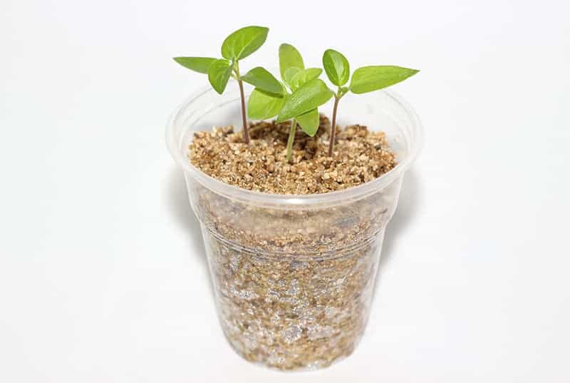 Vermiculite for seed germination