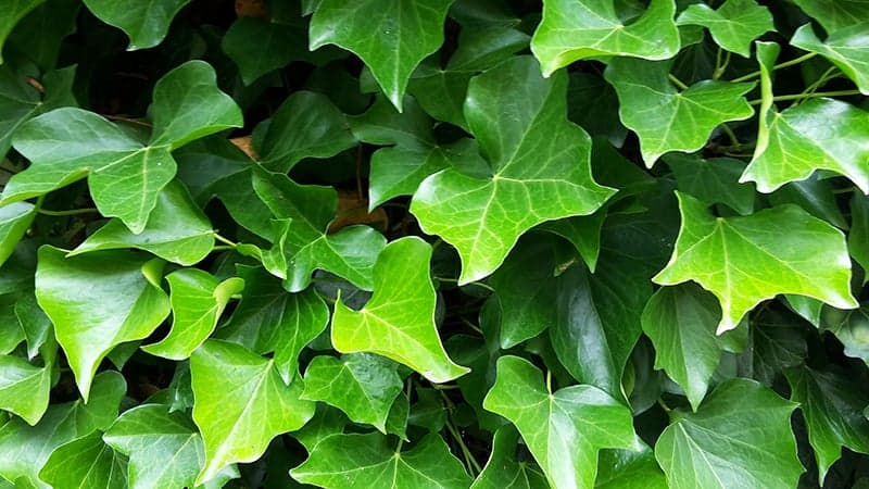 Ivy for Sale - Buying & Growing Guide