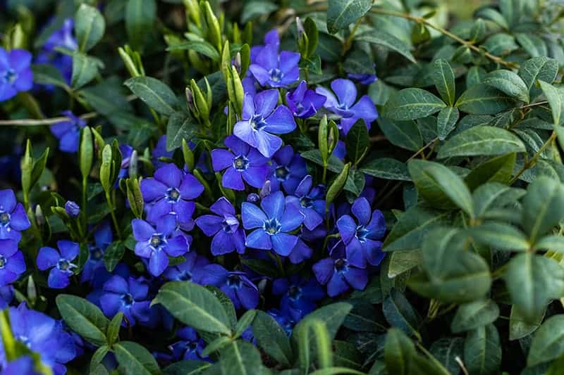 Trees and Plants with Blue Flowers for Sale - Buying & Growing Guide