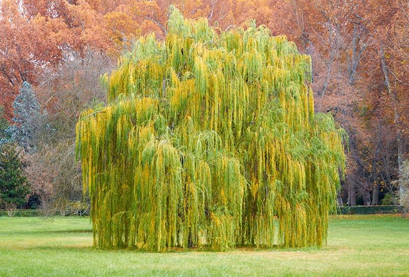 Willow Trees for Sale