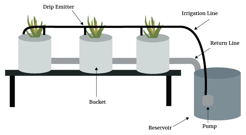Dutch Bucket System