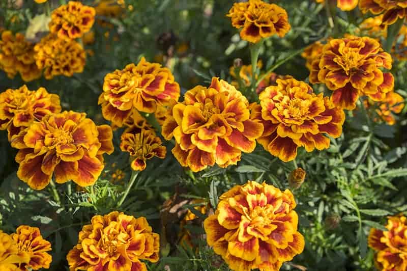 French marigolds - Tagetes patula
