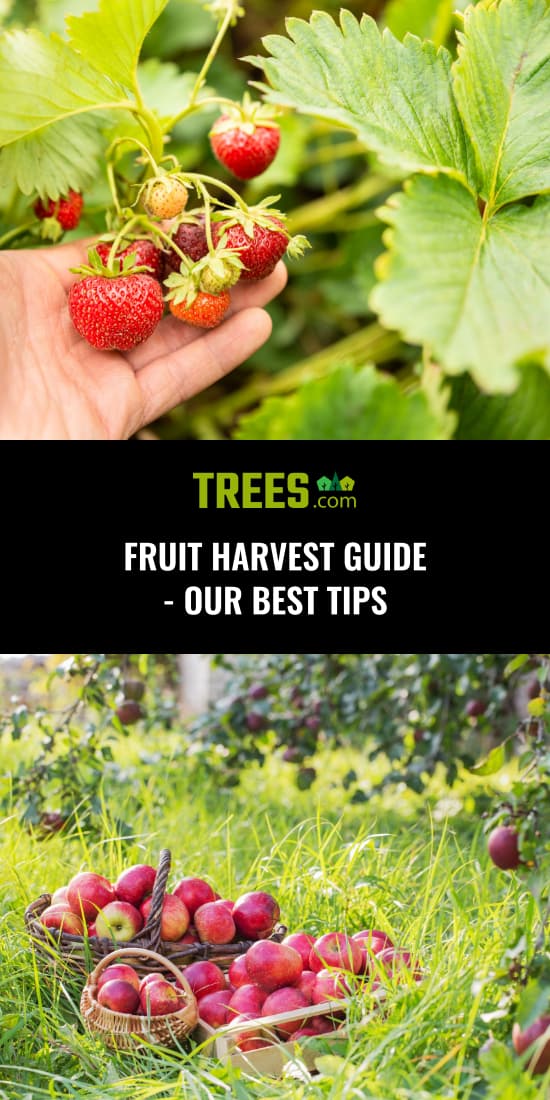 Fruit Harvest Guide - Our Best Tips
