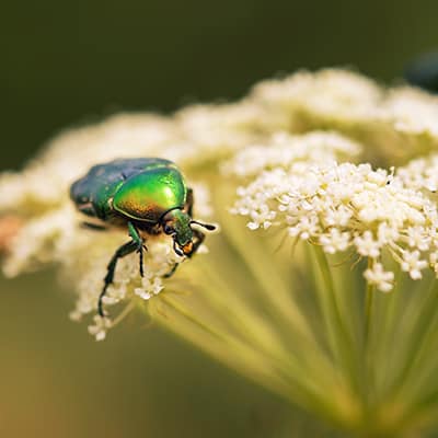 Green June beetle sitting on a leaf yarrow