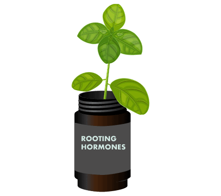 Rooting hormones or not
