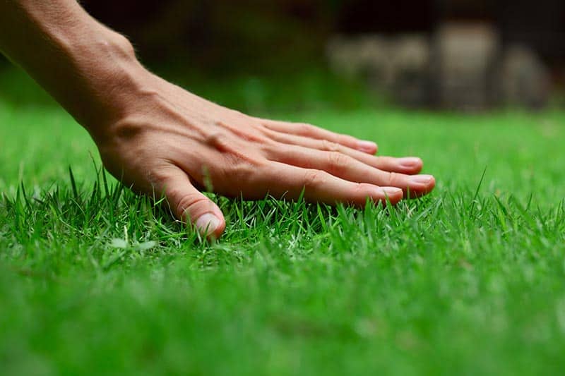 Signs that shows you need to aerate lawn