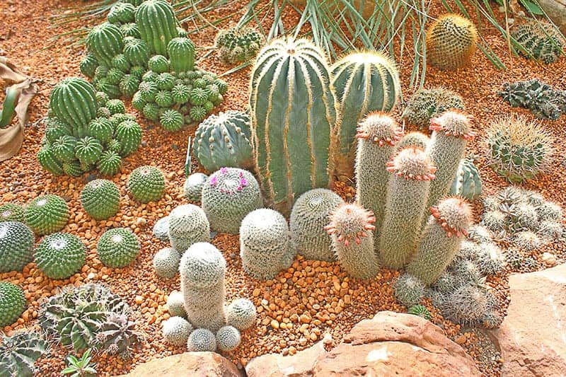 Cacti in the Desert