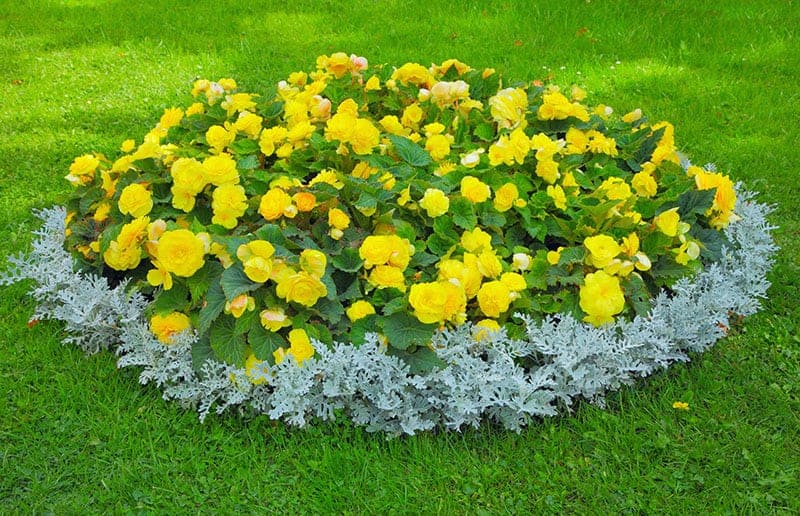 Oval Flower Bed
