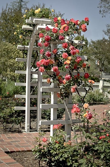 Arched White Trellis/Arbor with Roses