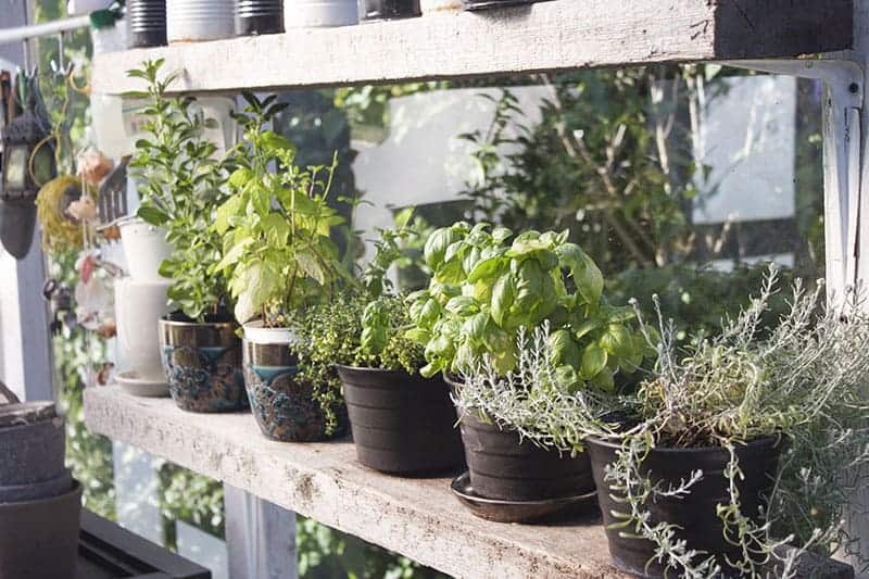 Healthy Shelf-y Herbs
