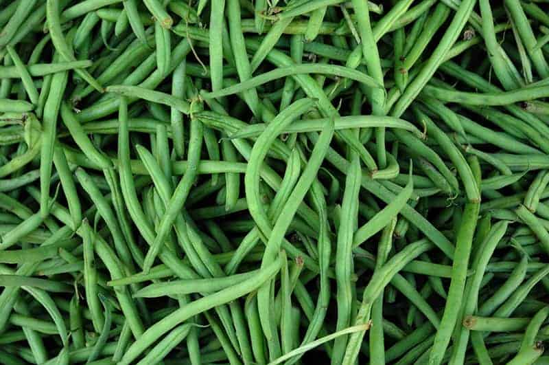 Hydroponic green beans