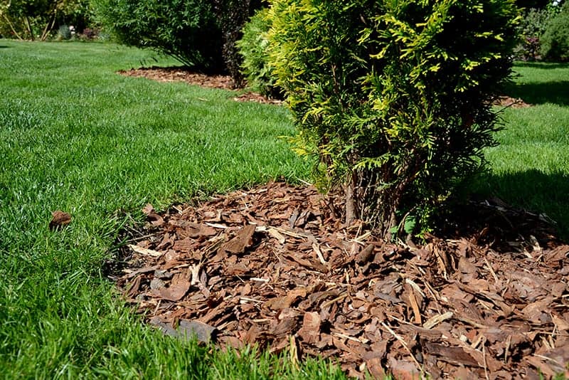 Mulch improves soil quality