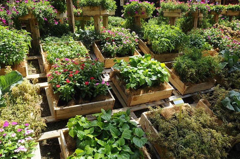Plant Boxes