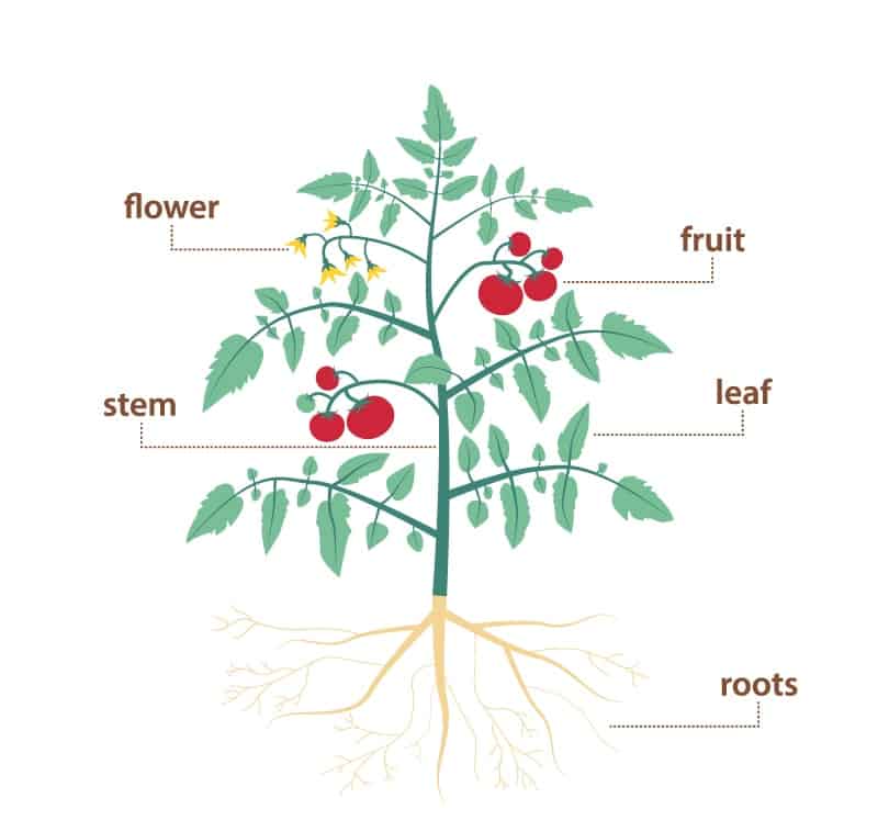 Parts of a plant diagram