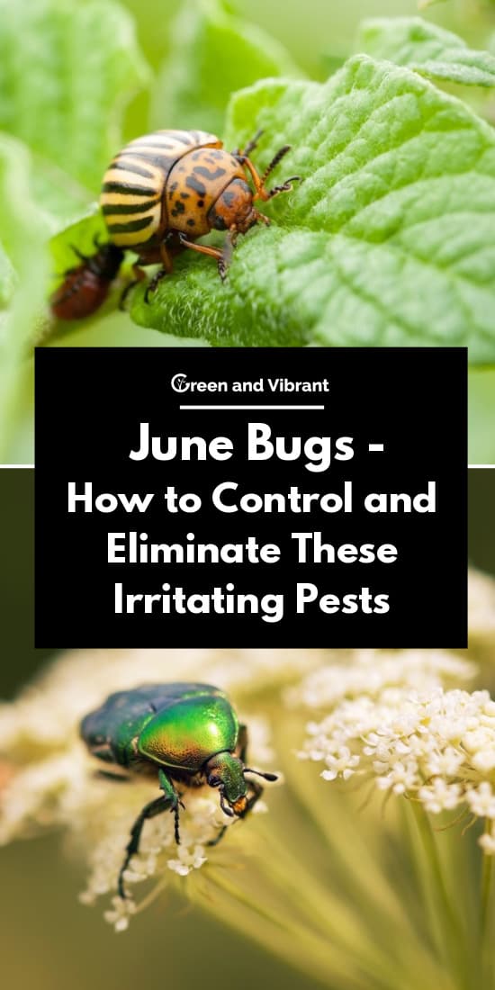 June Bugs - How to Control and Eliminate These Irritating Pests