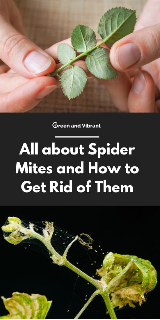 All about Spider Mites and How to Get Rid of Them